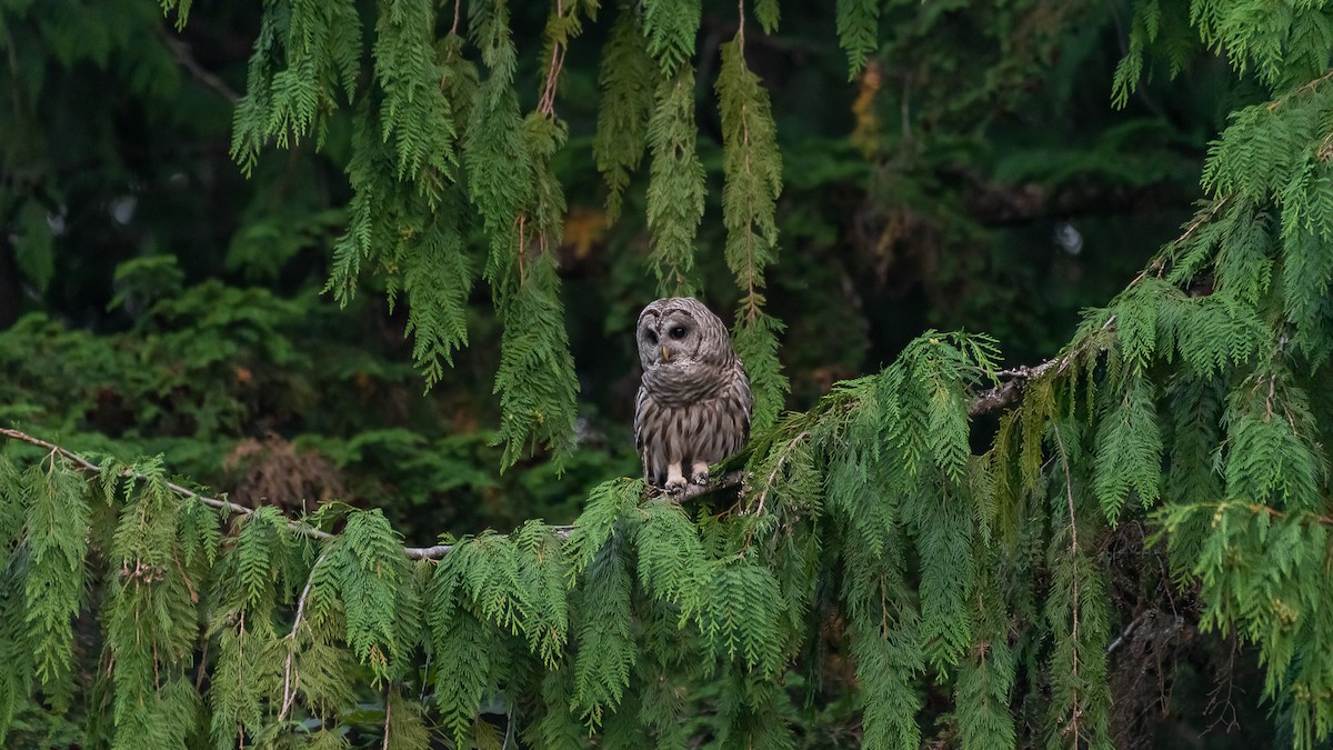 Barred Owl - ML358786241