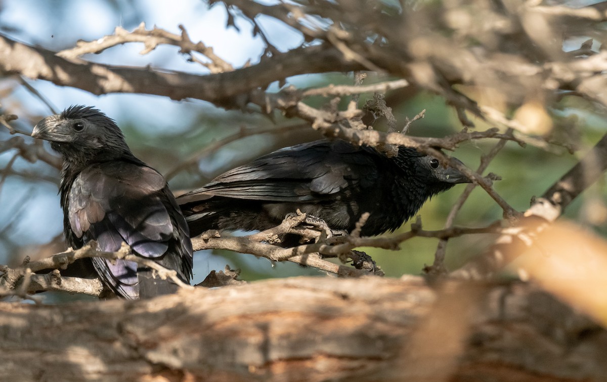 Groove-billed Ani - ML358788131