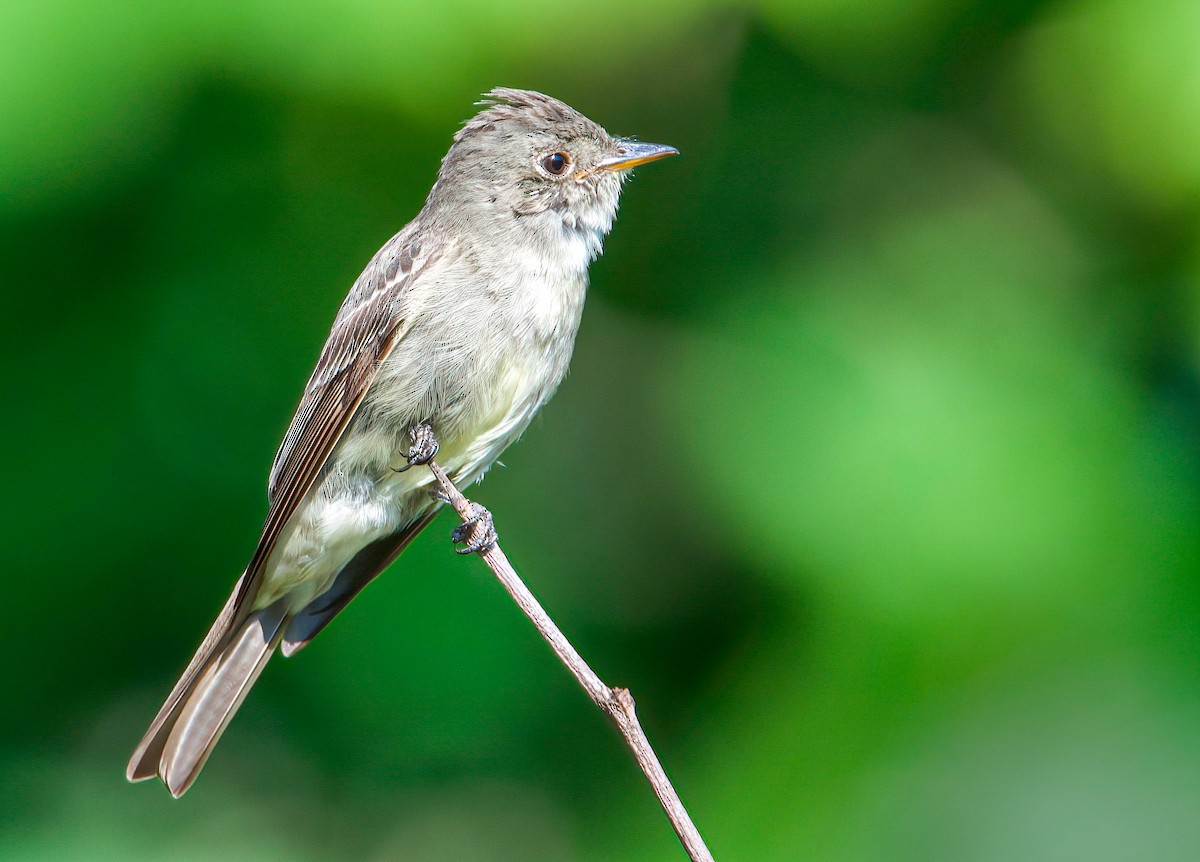 Eastern Wood-Pewee - Matt Mason