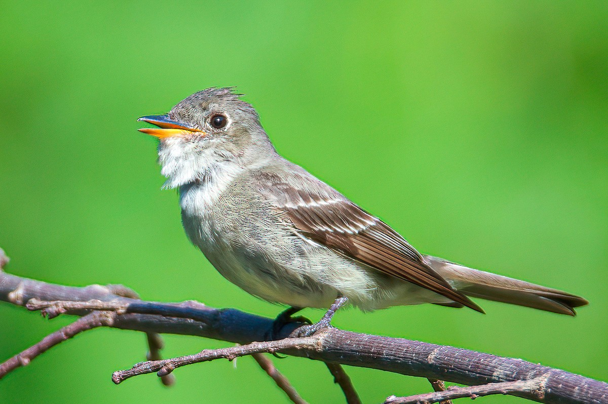 Eastern Wood-Pewee - Matt Mason