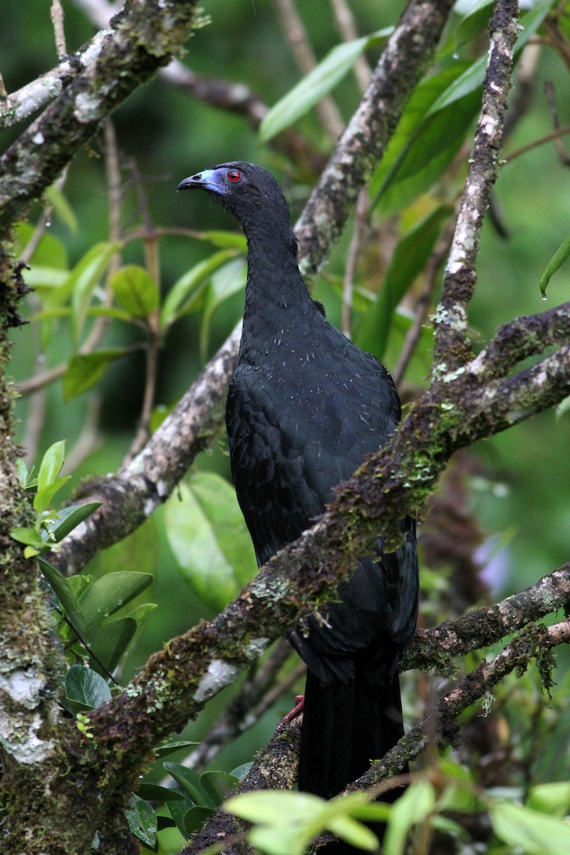 Schwarzguan - ML35879181