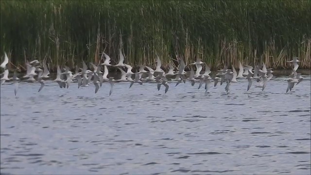 Эгэл хараалай - ML358791871