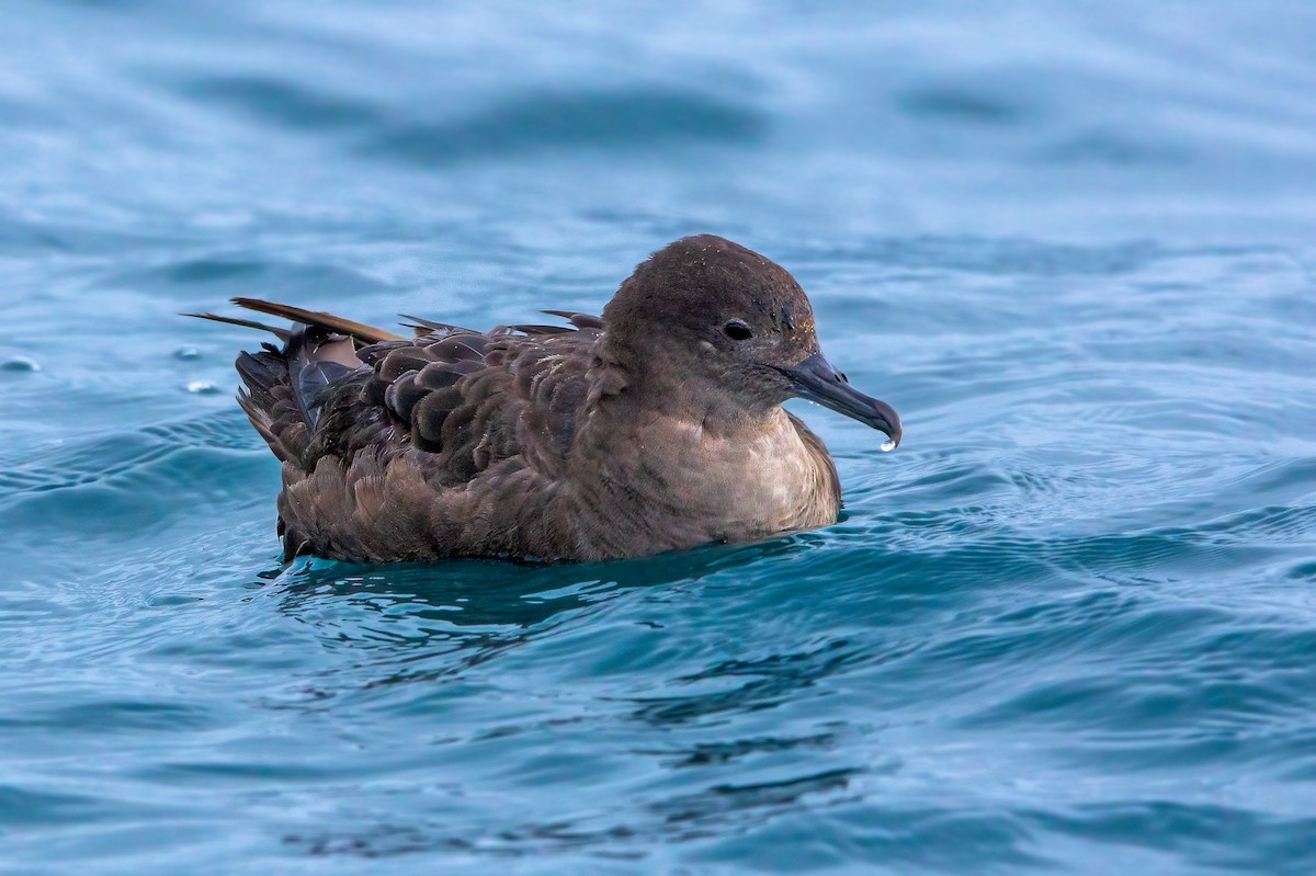 Sooty Shearwater - ML358792141