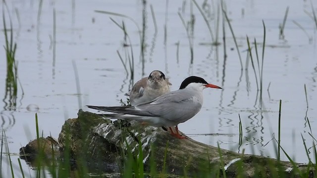 Крячок річковий - ML358792221