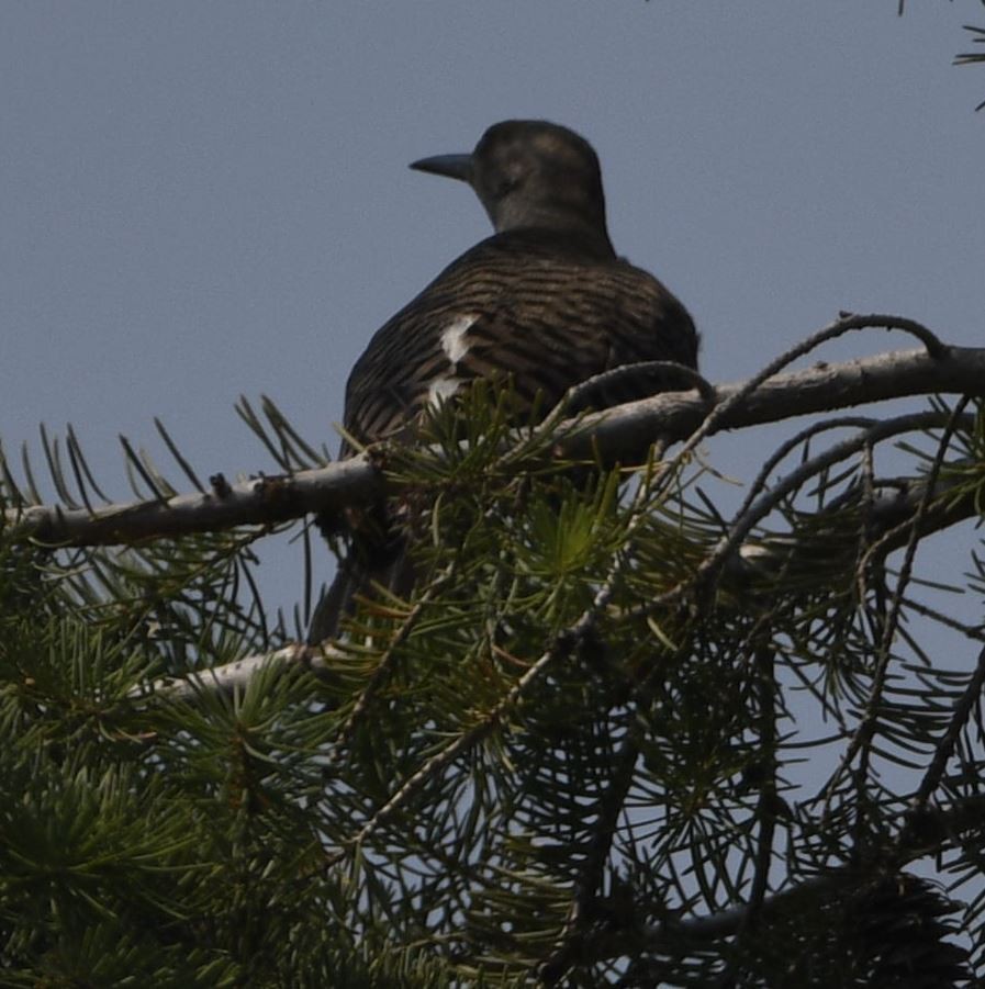 Northern Flicker - ML358794881