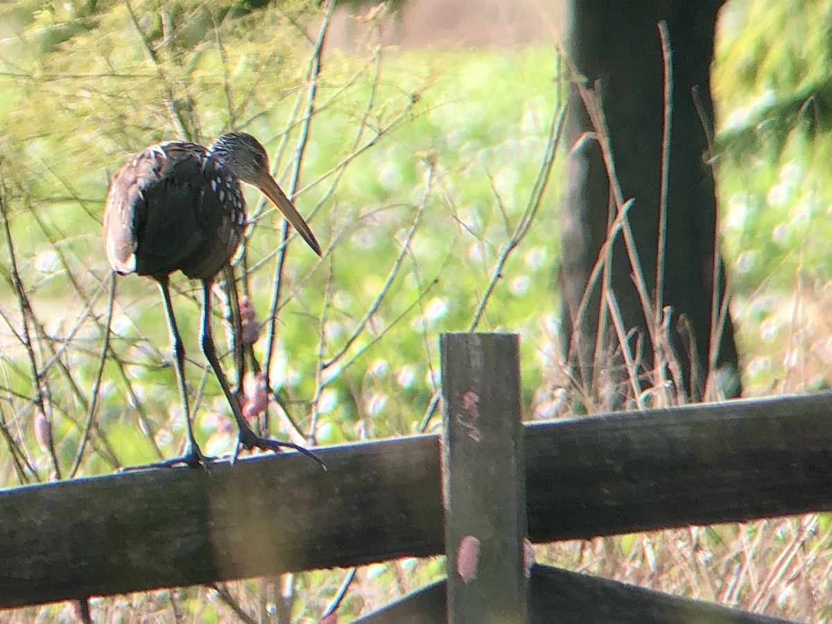 Limpkin - ML358796021