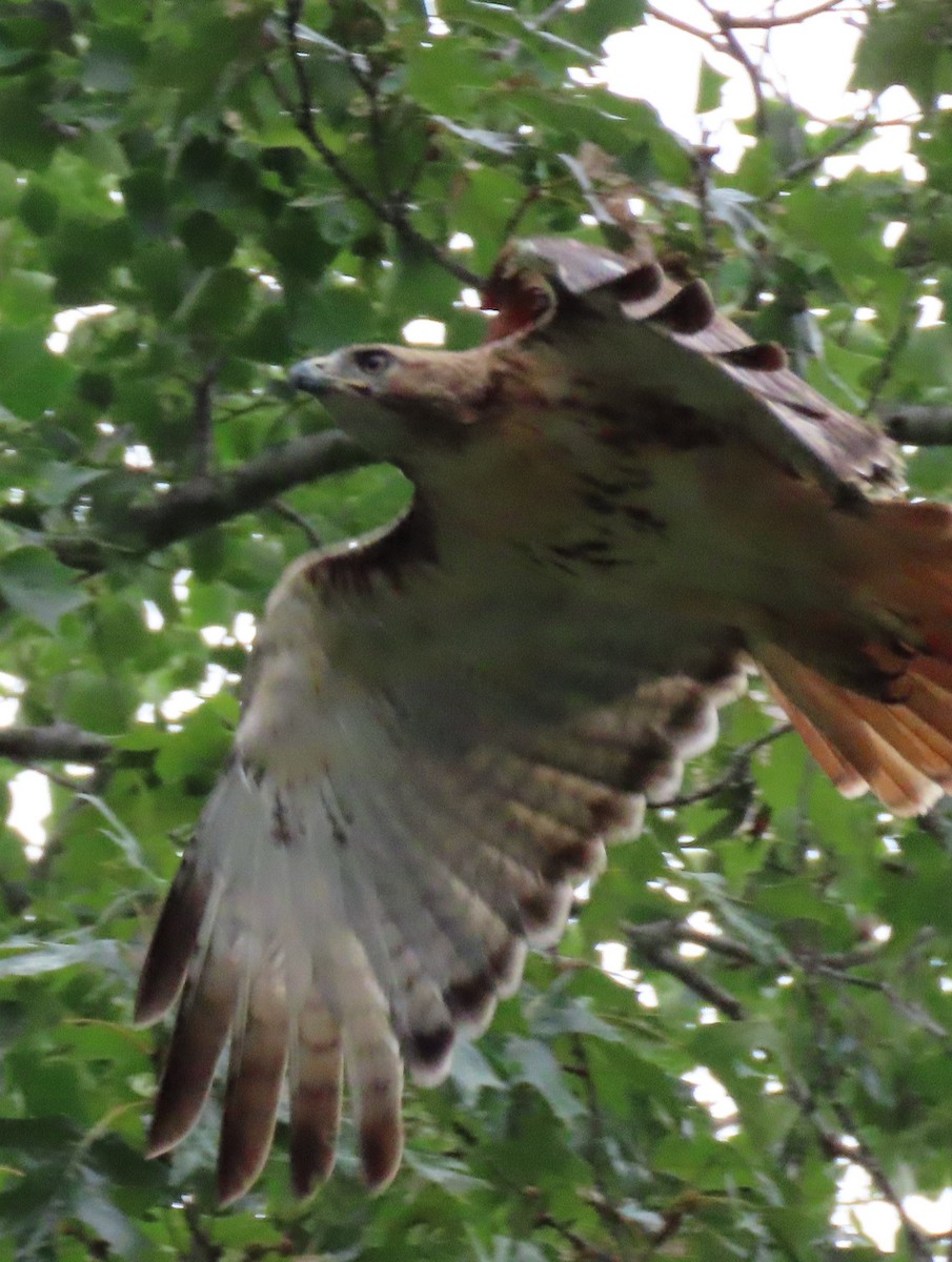 Red-tailed Hawk - ML358796151