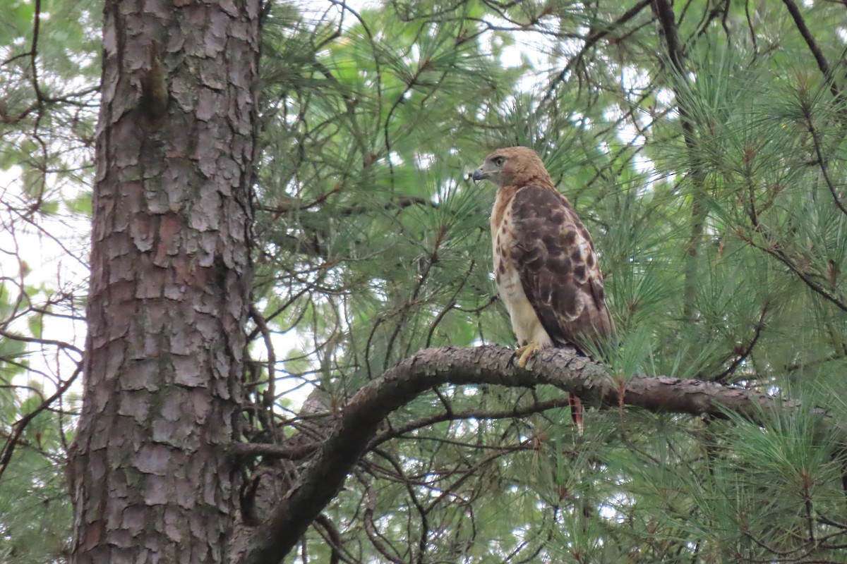 Red-tailed Hawk - ML358796231