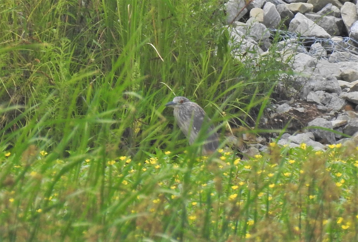 Black-crowned Night Heron - ML358796481