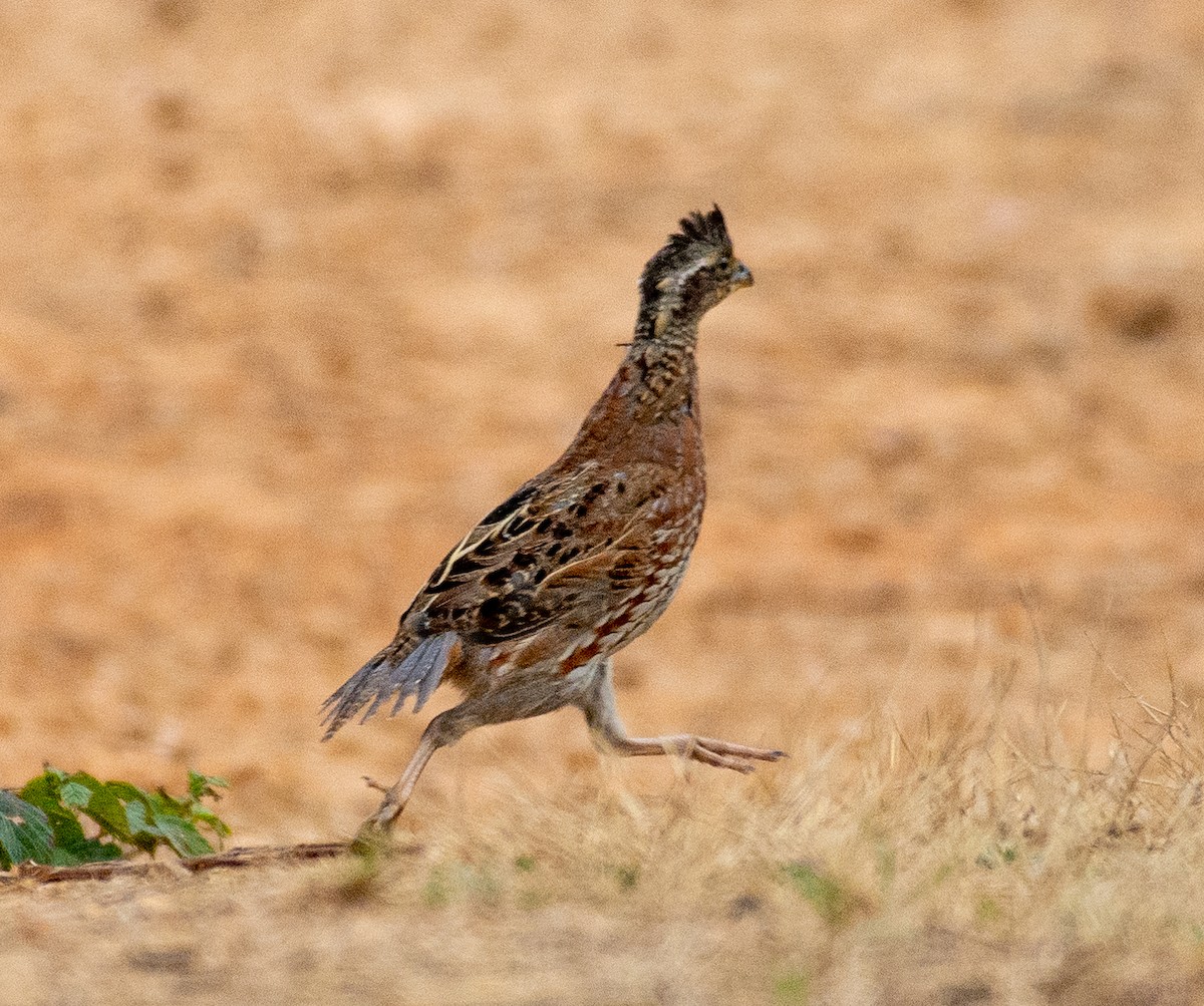 Northern Bobwhite - Eric Bodker