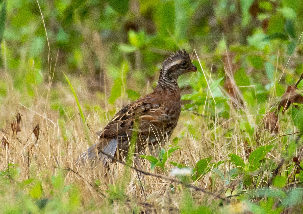 Northern Bobwhite - ML358796921