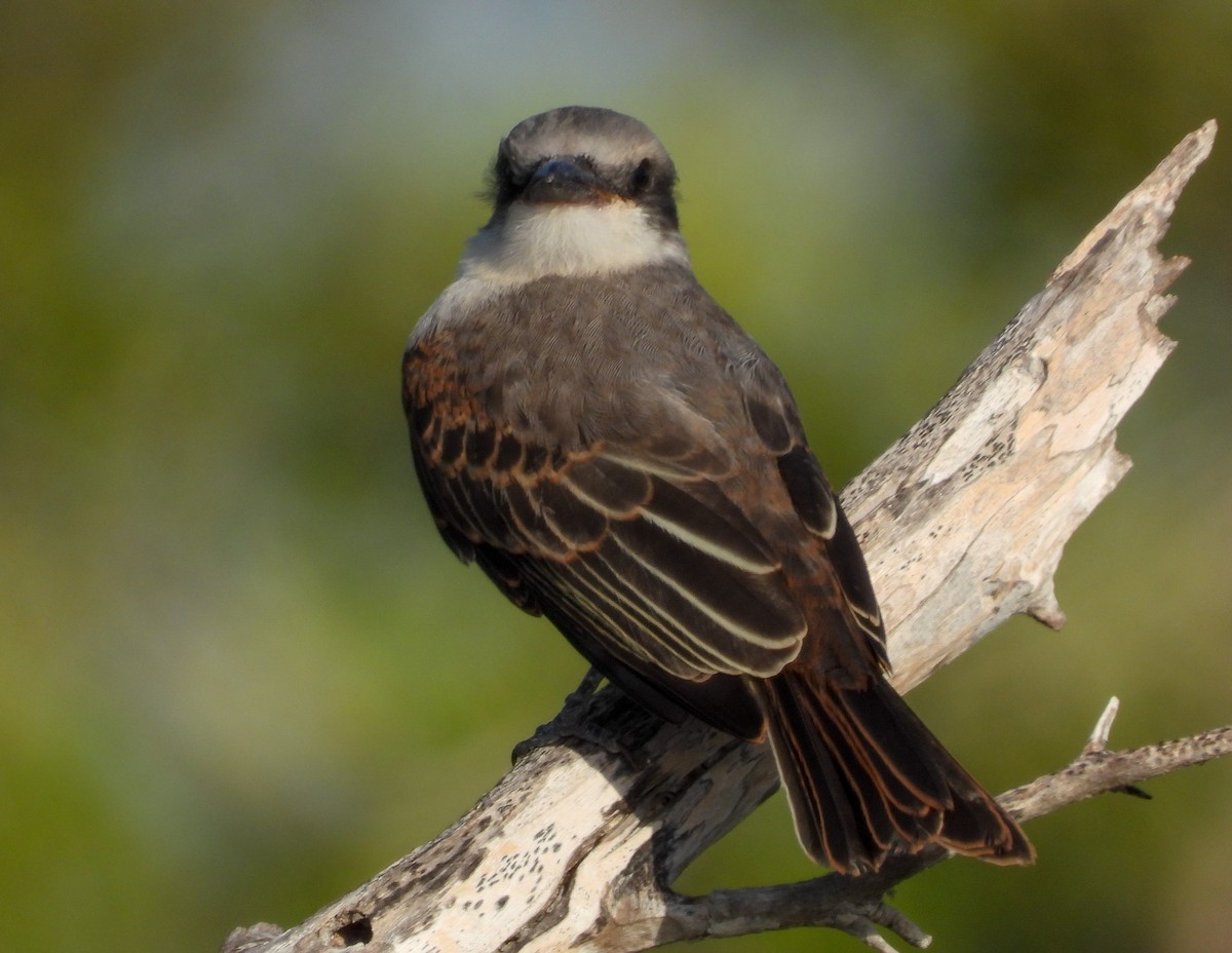 Gray Kingbird - ML358797731