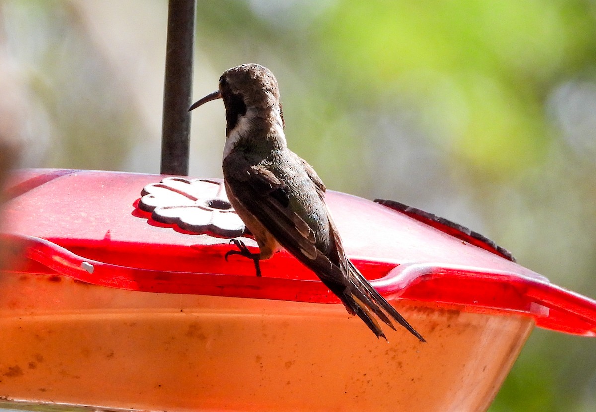 Colibrí de Inagua - ML358798651