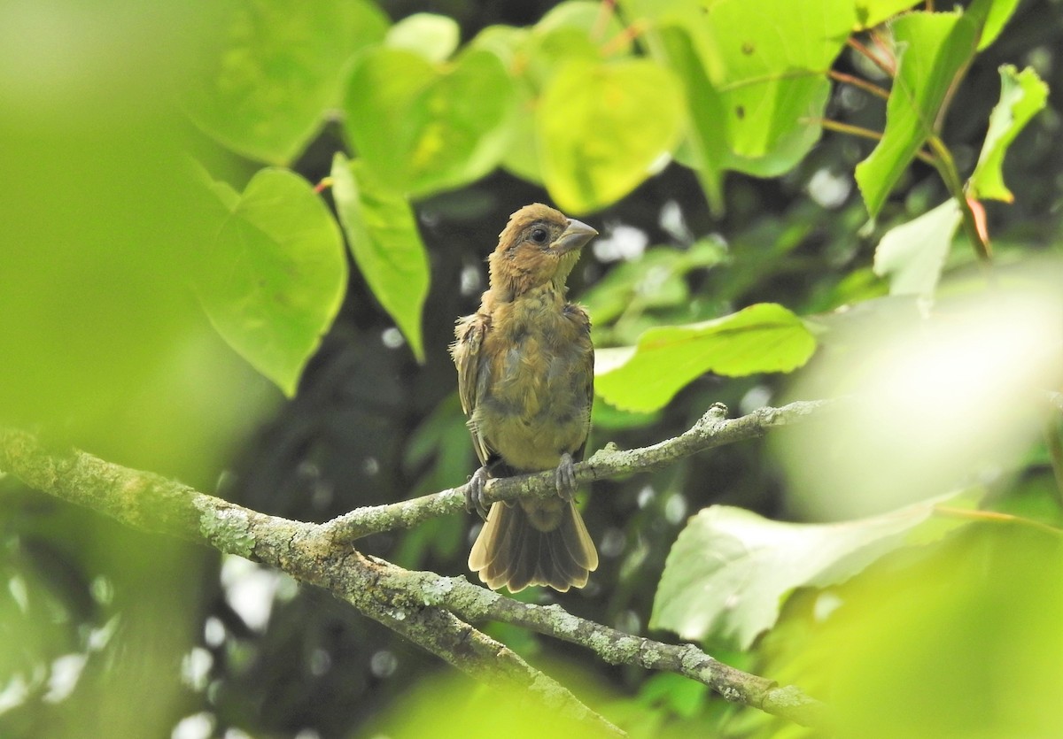 Blue Grosbeak - Nick Kiehl