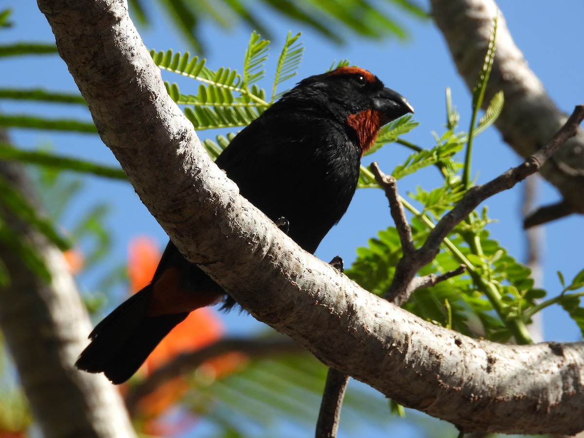 Greater Antillean Bullfinch - ML358799631