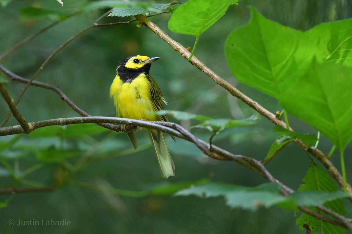 Hooded Warbler - ML358800411