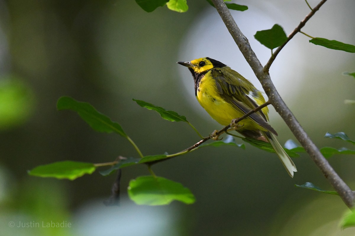 Hooded Warbler - ML358800421
