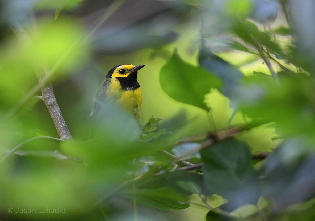 Hooded Warbler - ML358800441