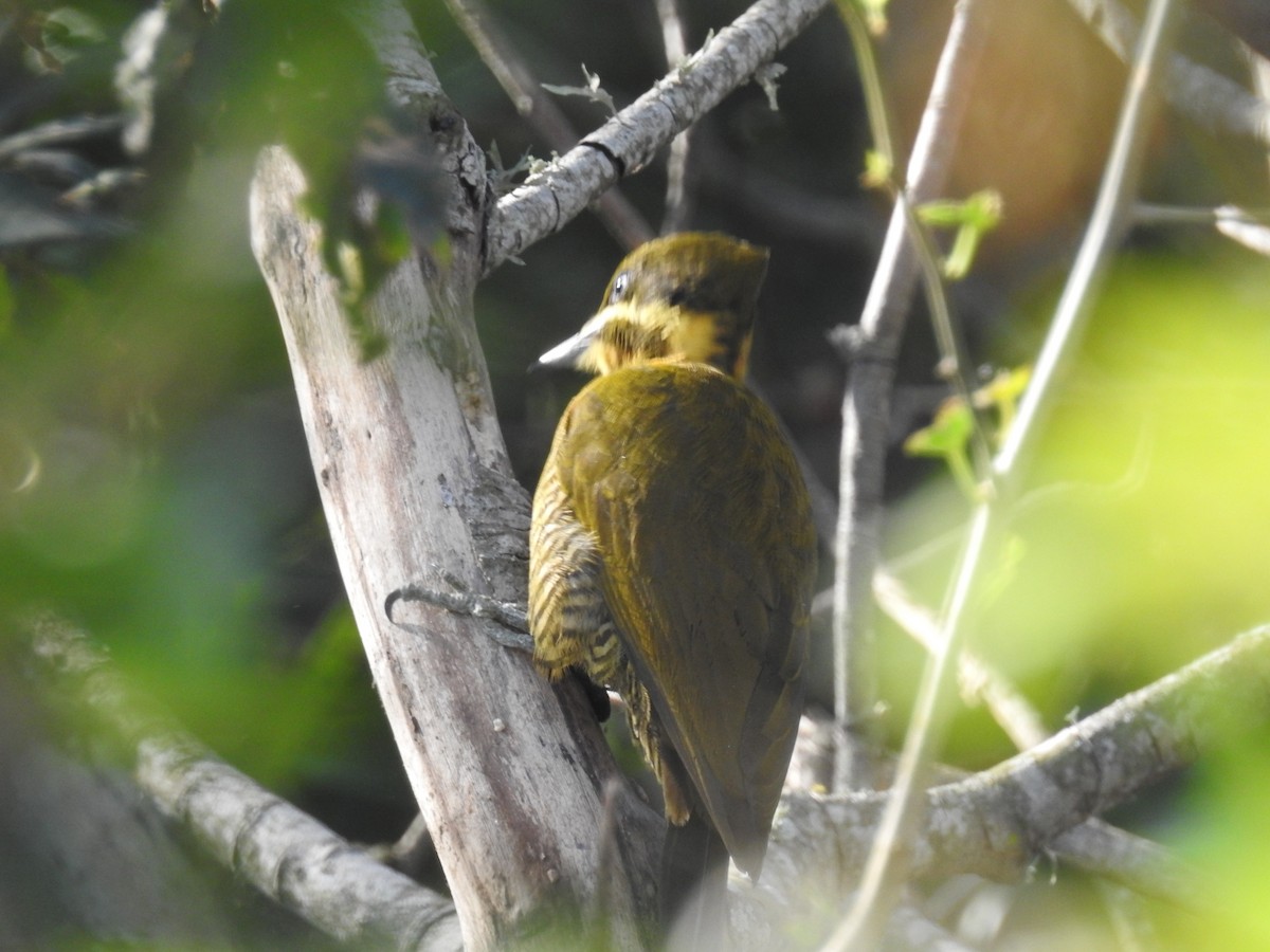 Golden-green Woodpecker - ML358803621