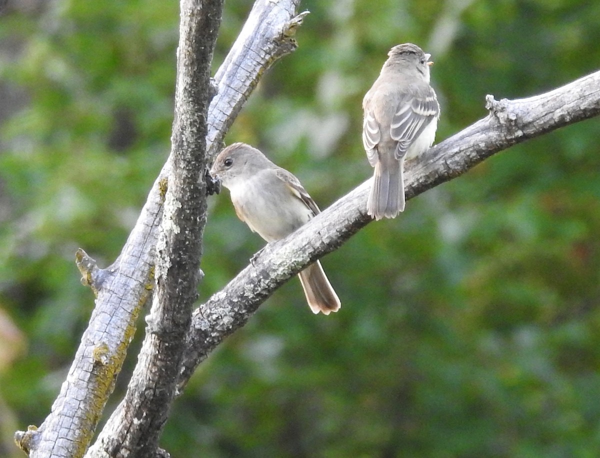 Willow Flycatcher - ML358804091