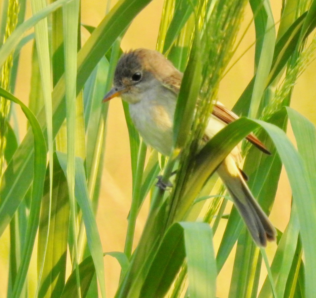 Willow Flycatcher - Mary  McMahon