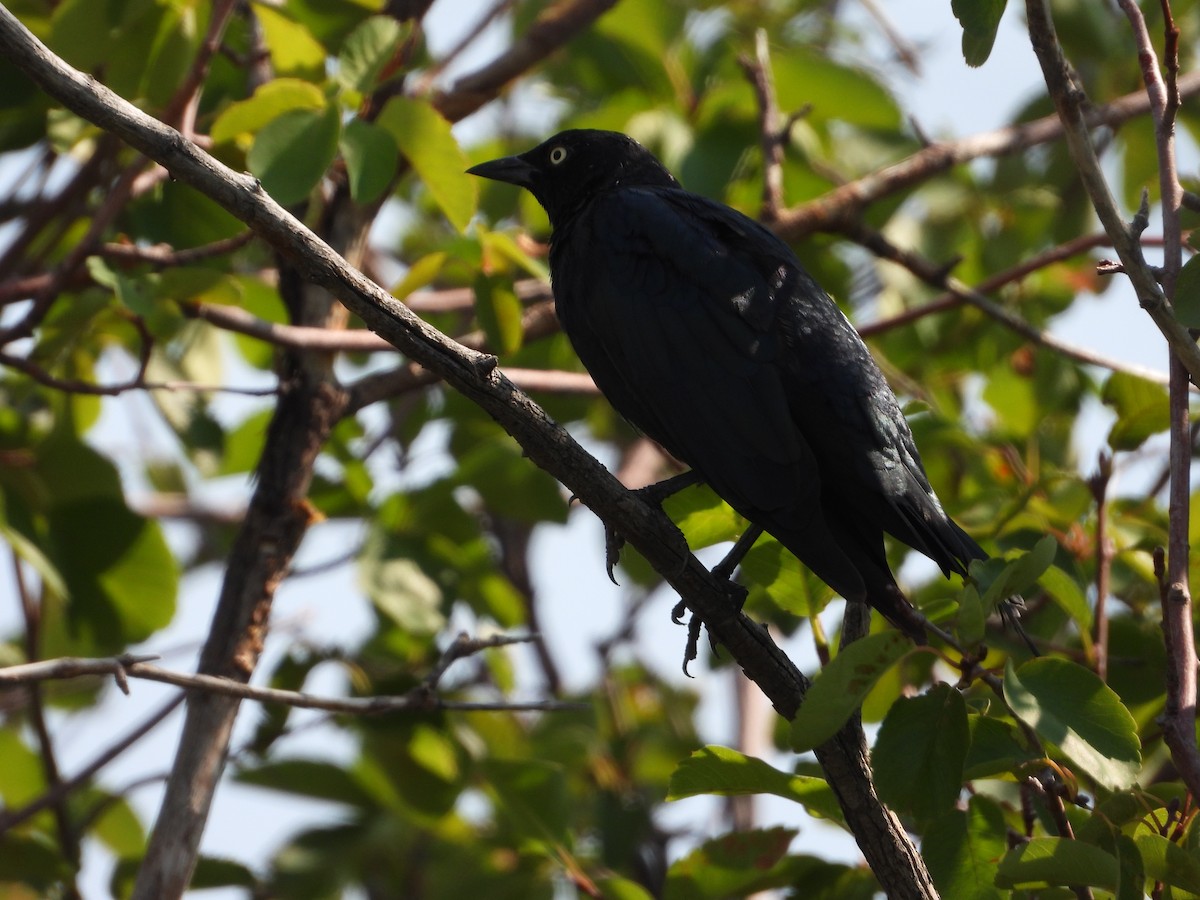 Brewer's Blackbird - ML358804141