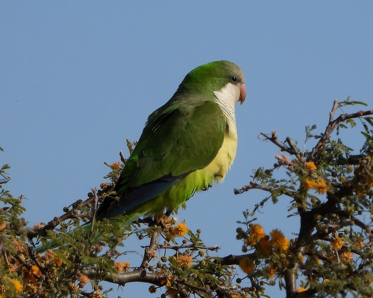 Monk Parakeet - ML358807901