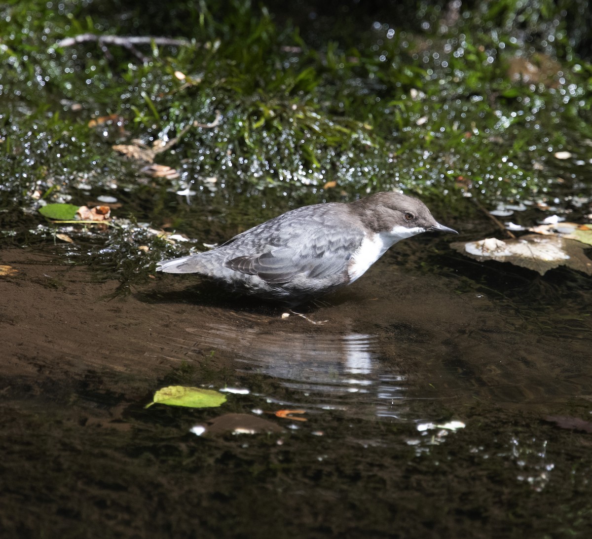 White-throated Dipper - ML358808951