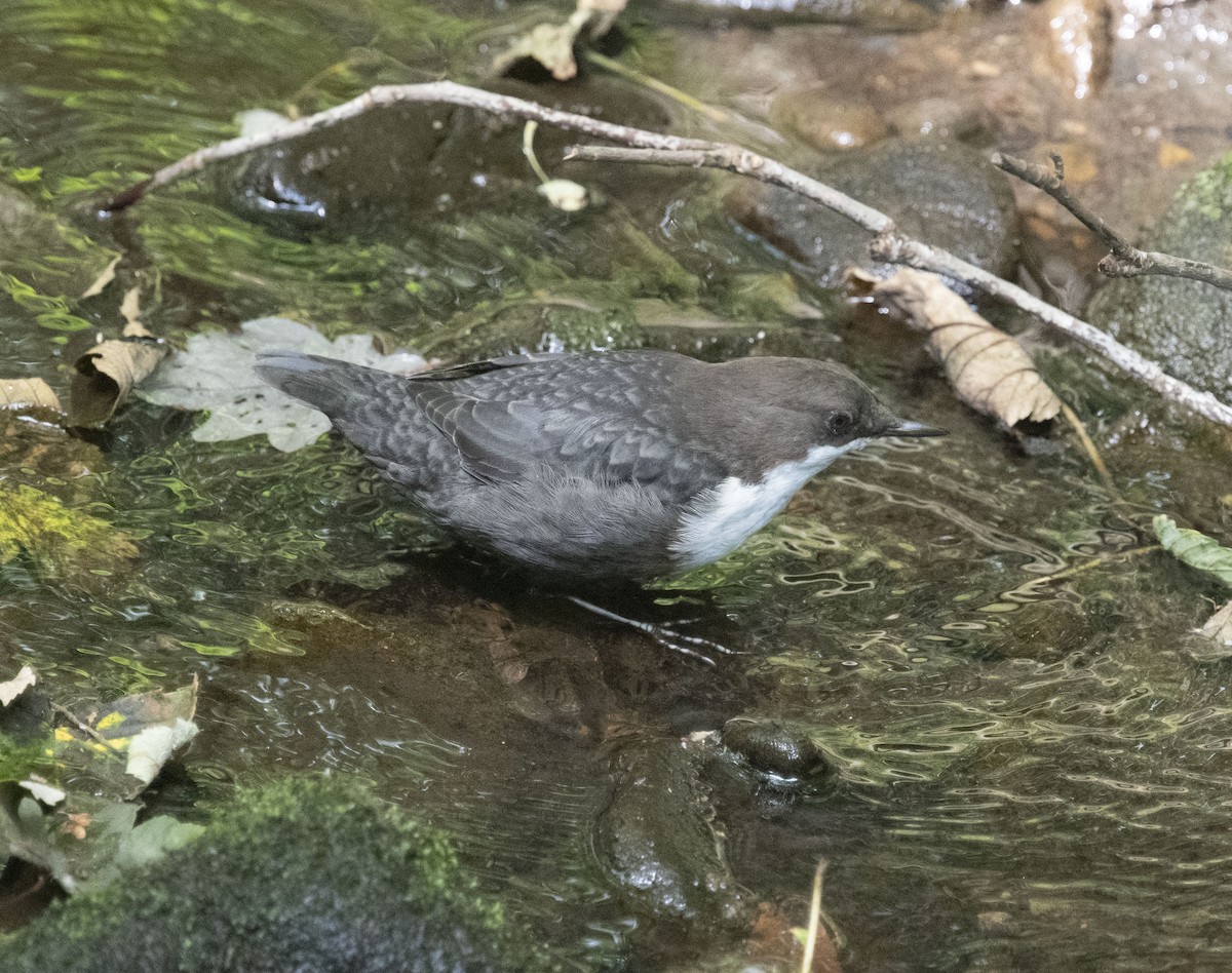 White-throated Dipper - ML358809221