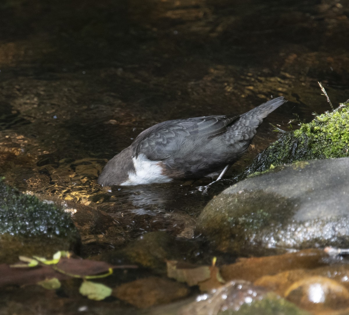 White-throated Dipper - ML358809471