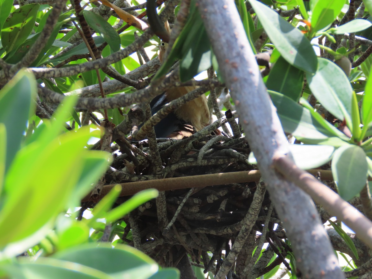 Least Bittern - ML358810031