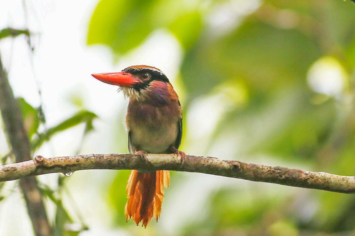 Sangihe Lilac Kingfisher - ML358810961