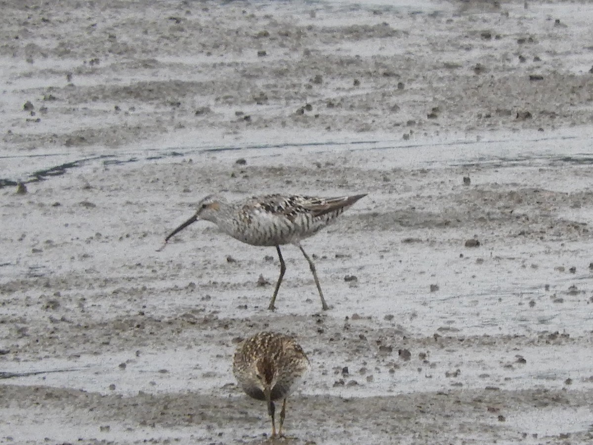 Stilt Sandpiper - ML358813591