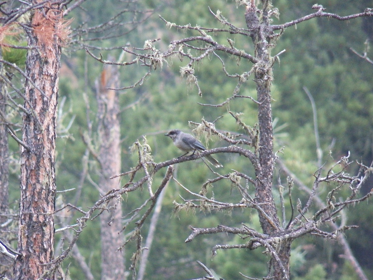 Canada Jay (Boreal) - ML35881621