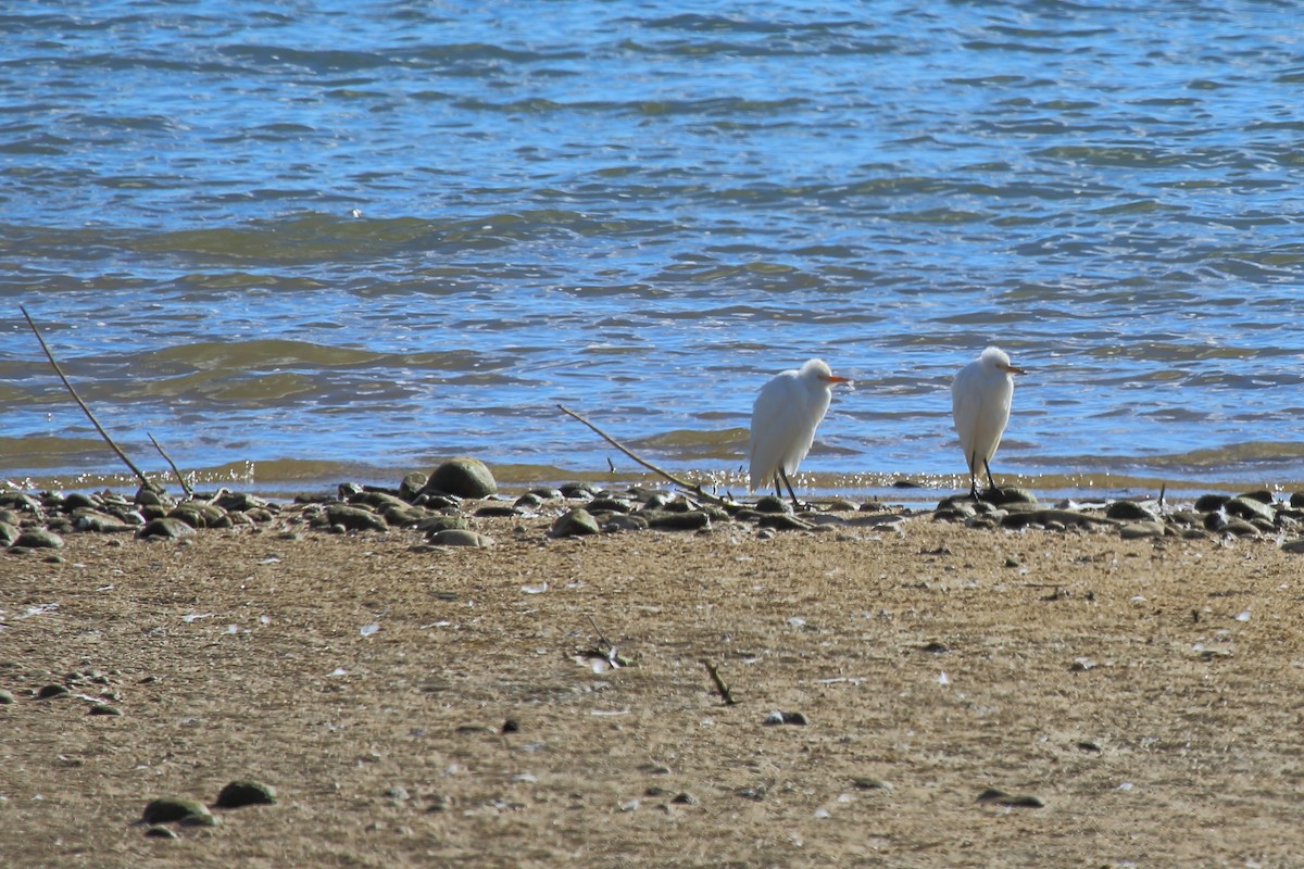 Western Cattle Egret - Peter Burke