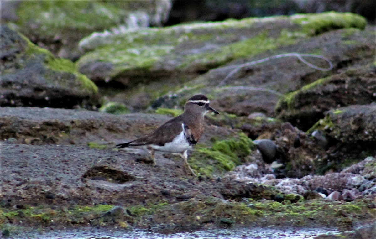 Rufous-chested Dotterel - ML358817031