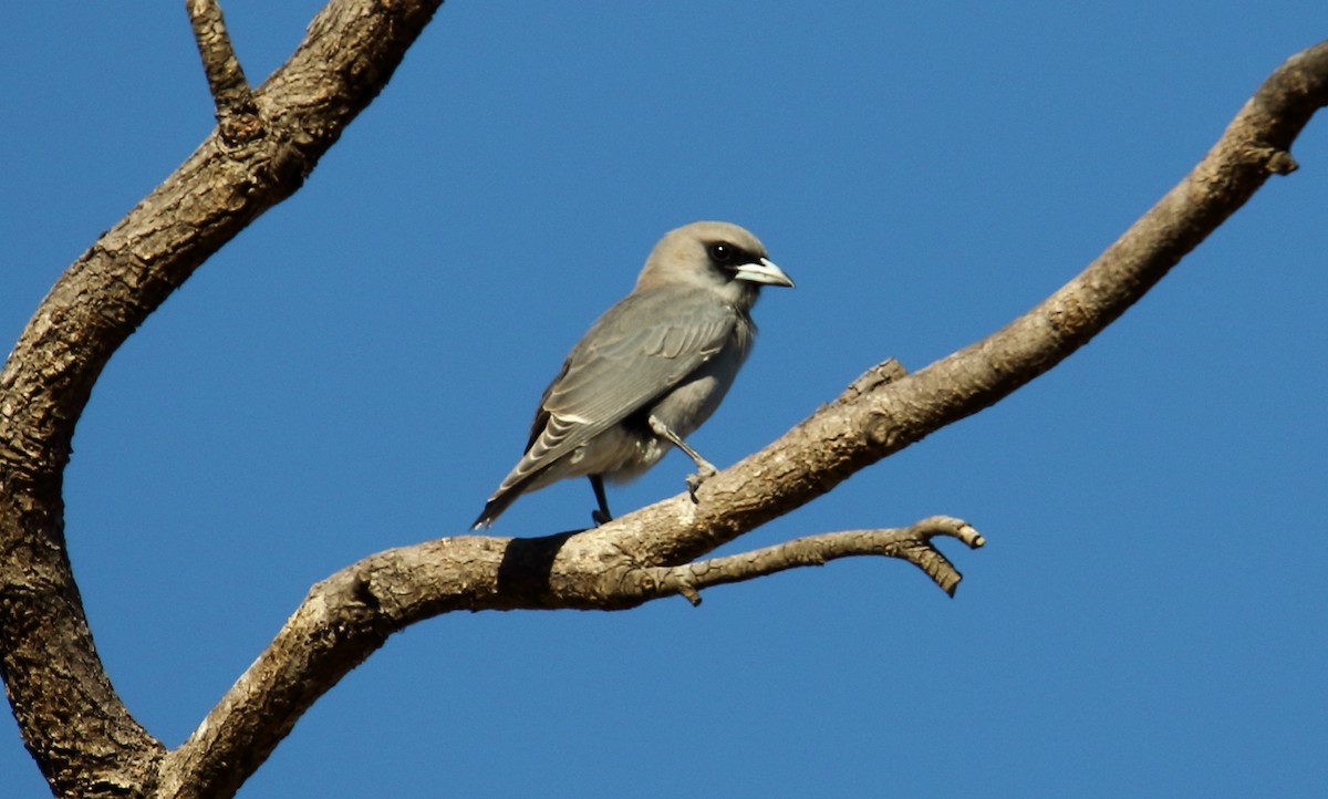 Black-faced Woodswallow - Dominic Sherony