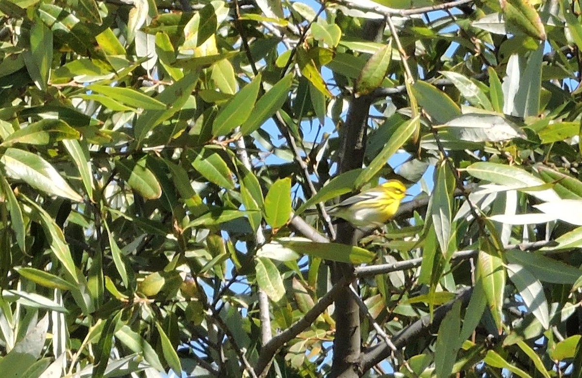 Townsend's Warbler - ML35881851