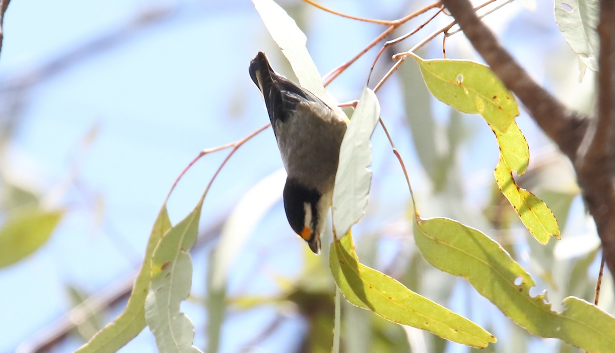 Striated Pardalote - ML358819121