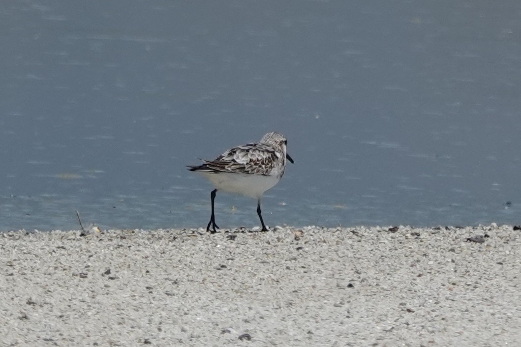 Sanderling - Mark Otnes