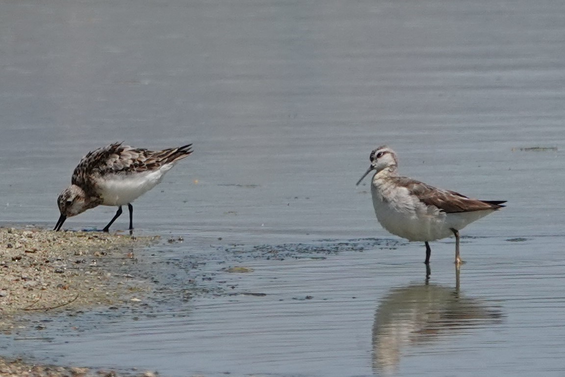 Sanderling - Mark Otnes