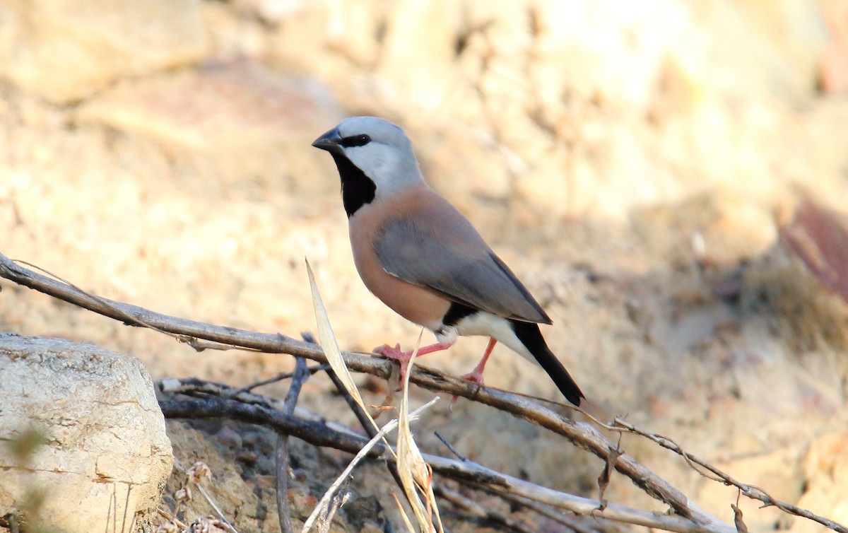 Black-throated Finch - ML358823121