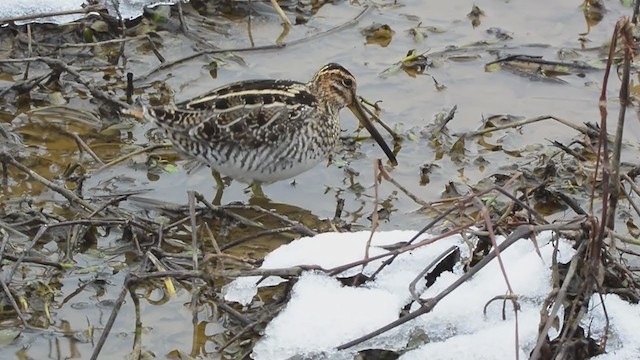 Wilson's Snipe - ML358823491