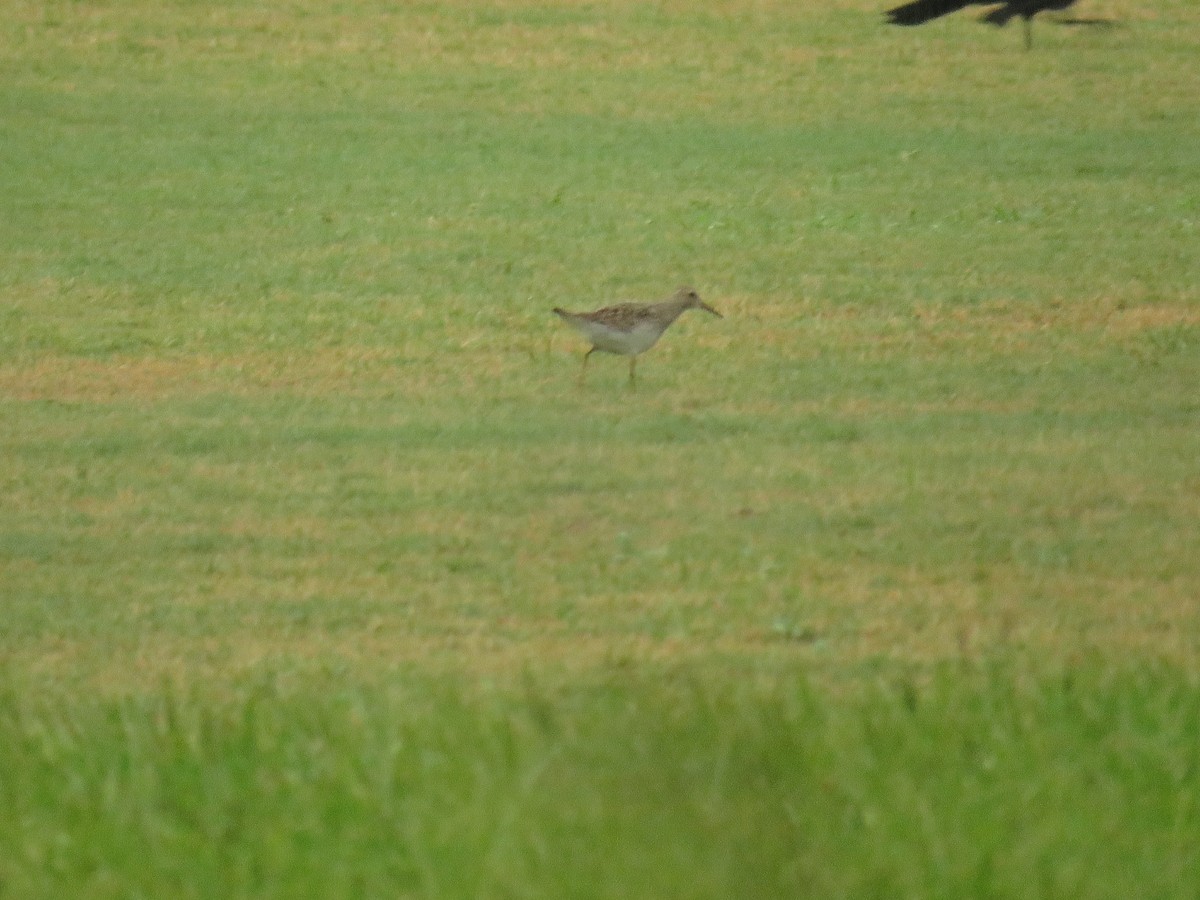 Pectoral Sandpiper - ML358823631