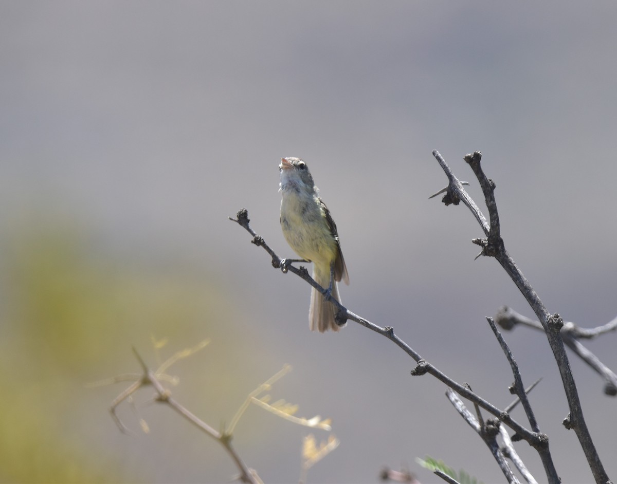 Bell's Vireo - ML358823651