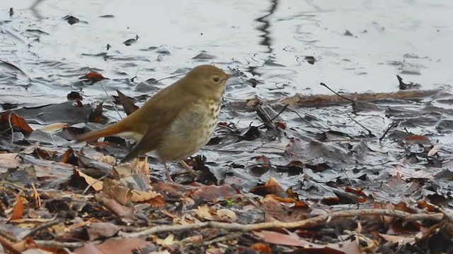 Hermit Thrush - ML358825141