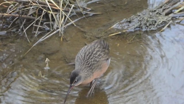 Virginia Rail - ML358825981