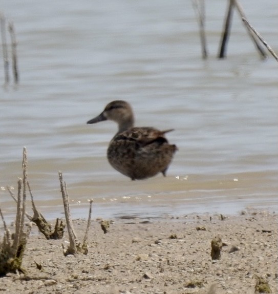 Blue-winged Teal - Christopher Daniels