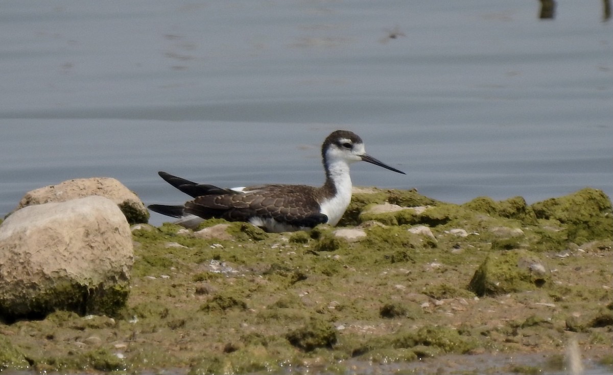 Black-necked Stilt - Christopher Daniels