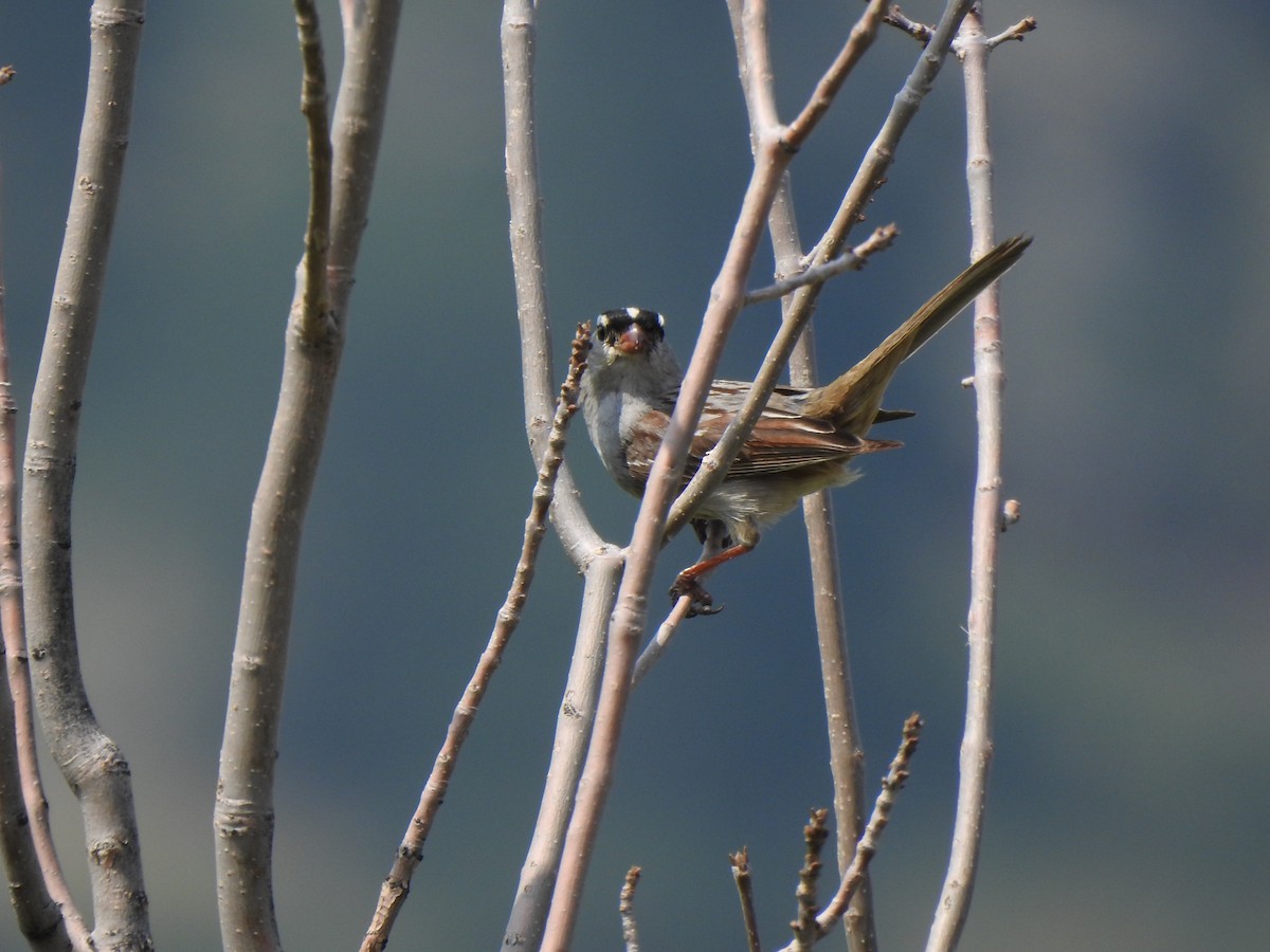 White-crowned Sparrow - ML358833251